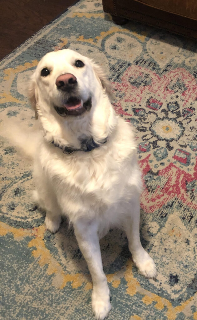 A dog sitting on the ground looking up at the camera.