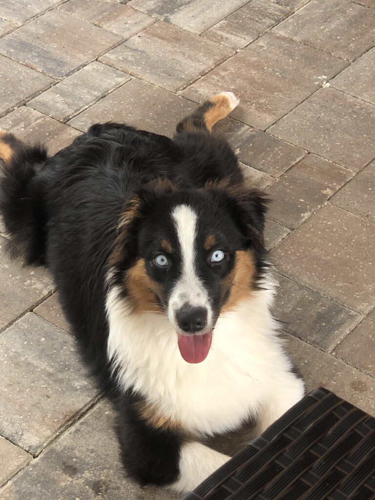 A dog that is laying down on the ground.