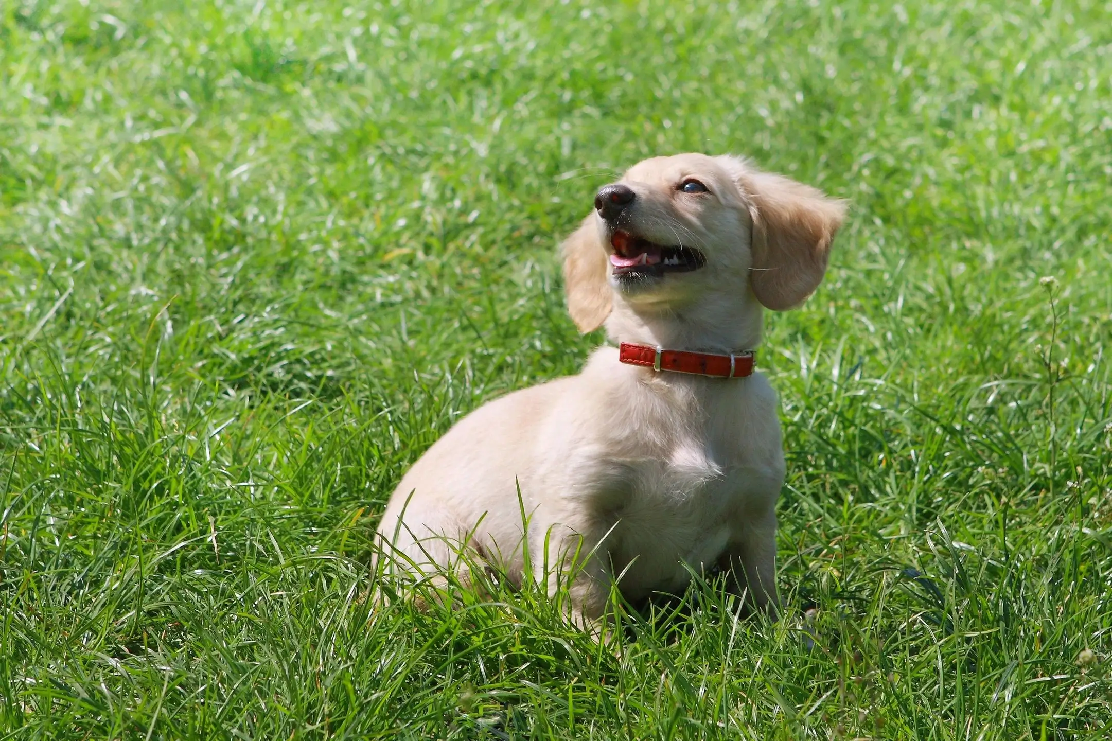 A dog sitting in the grass with its mouth open.