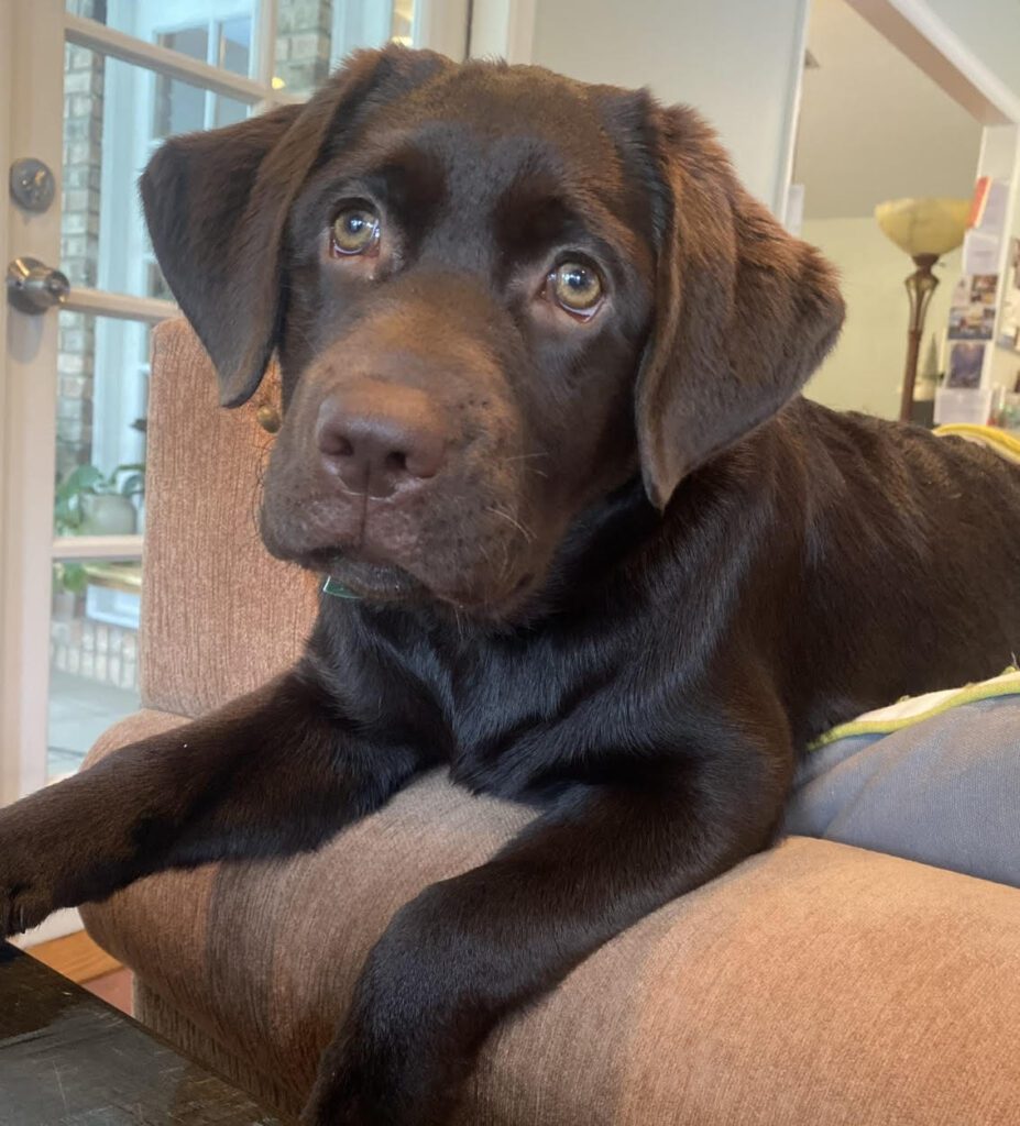 A dog sitting on the couch looking at something.