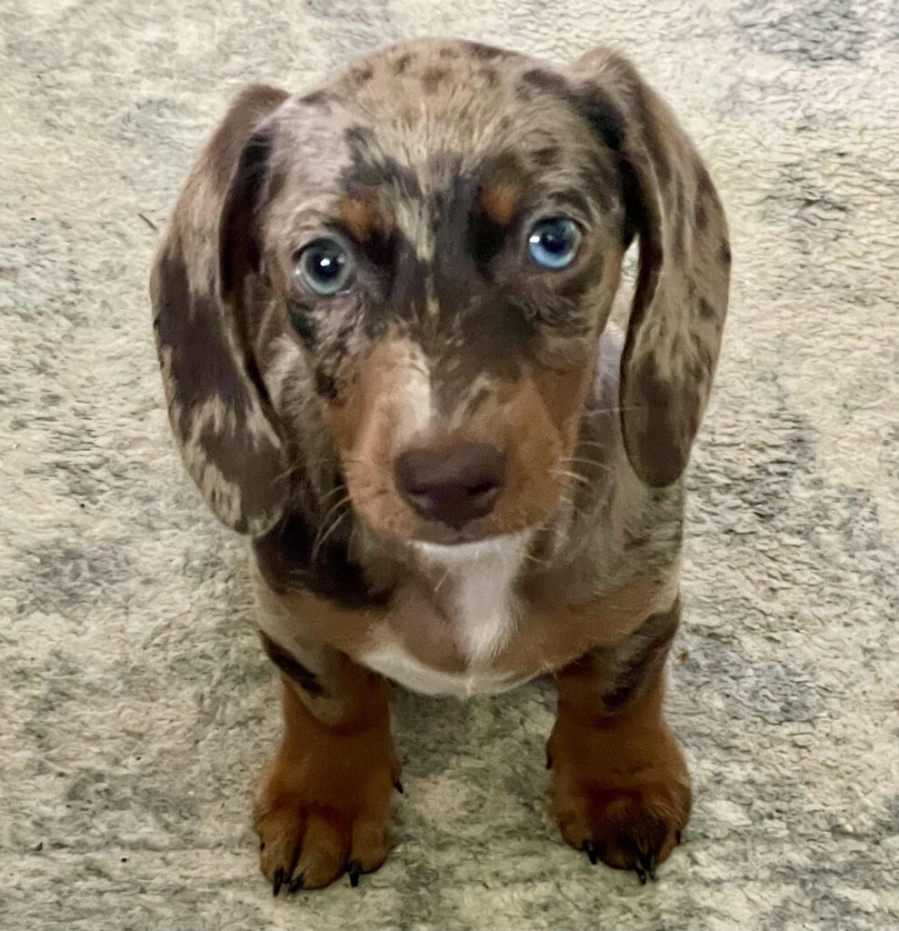 A puppy sitting on the ground looking up at the camera.