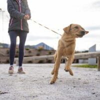 Low angle view of a cute golden labrador puppy pulling her owner on a leash.