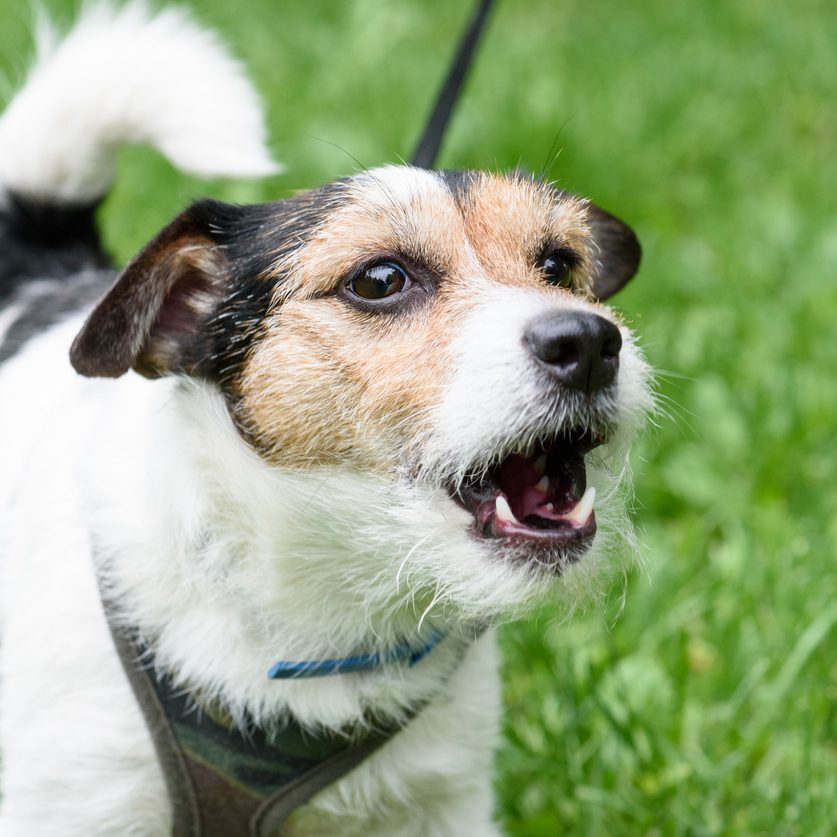 Dog Reactivity Fluffy three color Jack Russell Terrier